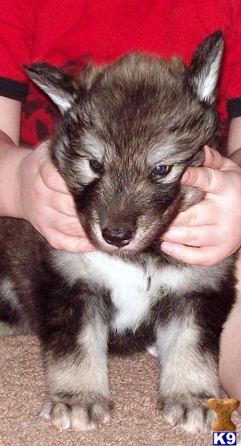 Wolf Dog Puppies