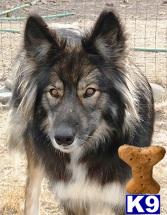 Wolf Dog Puppies