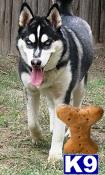 Wolf Dog Puppies