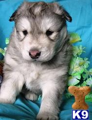 Wolf Dog Puppies