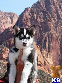 Wolf Dog Puppies in CA