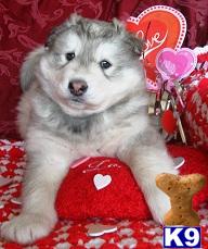 Wolf Dog Puppies