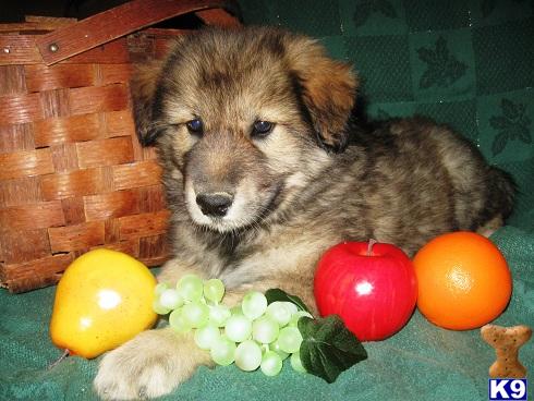 Wolf Dog Puppies
