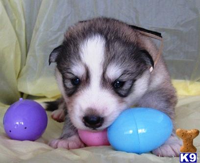 Wolf Dog Puppies in CA