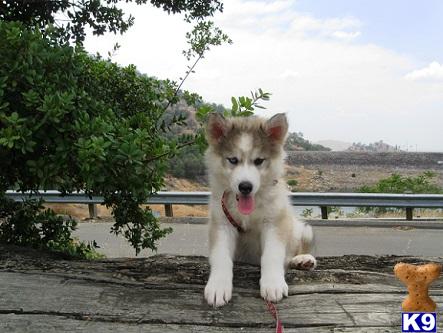 Wolf Dog Puppies in CA