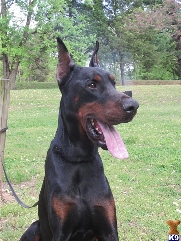 doberman puppies for sale indiana document moved doberman puppies for sale indiana document moved