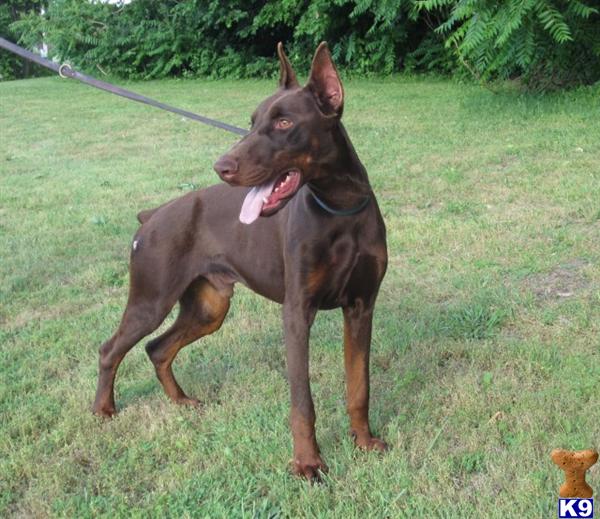 Doberman Pinscher dog