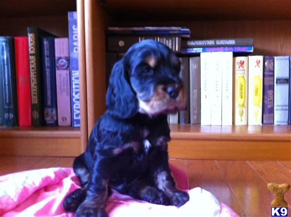 English Cocker Spaniel Puppies