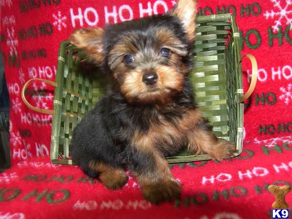 yorkies for sale missouri yorkie puppies terrier puppy for sale in springfield mo breeds picture yorkies for sale missouri yorkie puppies terrier puppy for sale in springfield mo breeds picture