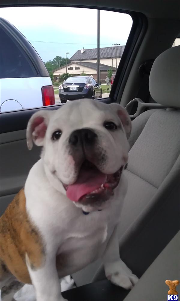 Stud Dogs - English Bulldog