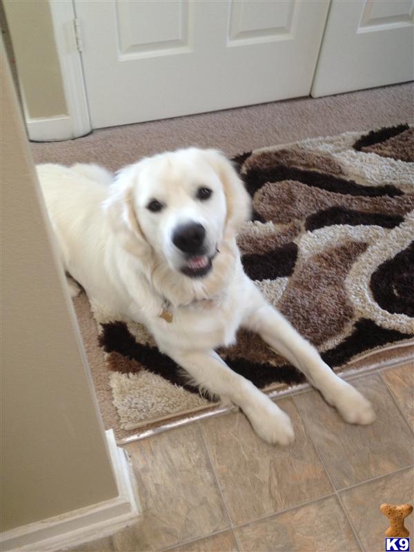 Stud Dogs - Golden Retriever