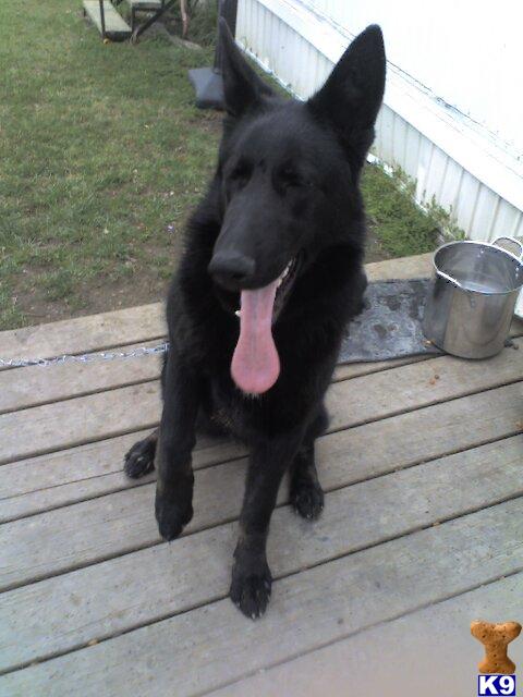 Dogs for Sale in MO