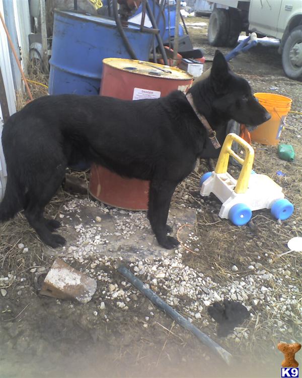 Stud Dogs in MO