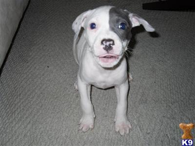 pitbull puppies tags lue blue pitbull puppies for sale in. pitbull puppies tags lue