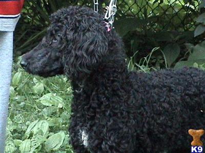 Dogs for Sale in OH