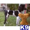 Dogs for Sale in OH