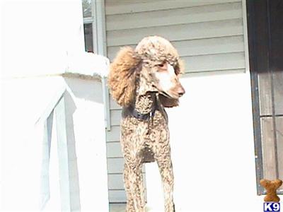 Dogs for Sale in OH