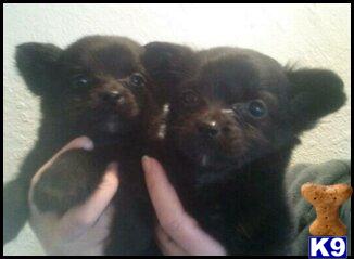 Mixed Breed Puppies in CA