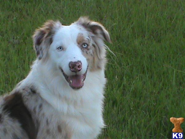Stud Dogs - Australian Shepherd