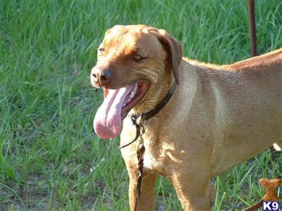 Stud Dogs - Rhodesian Ridgeback