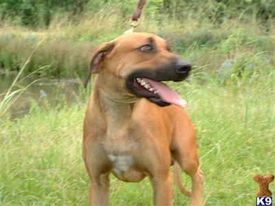 Stud Dogs - Rhodesian Ridgeback