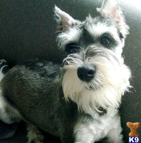 Stud Dogs - Miniature Schnauzer