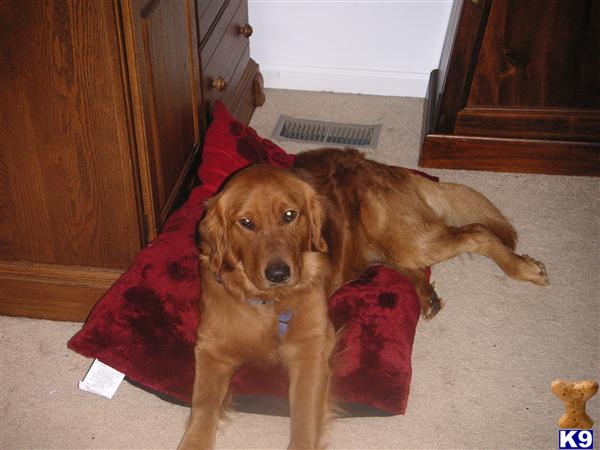 Stud Dogs - Golden Retriever