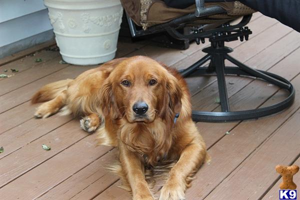 Stud Dogs - Golden Retriever