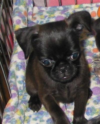 Dogs - Brussels Griffon