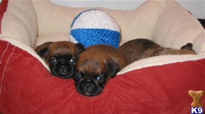 Brussels Griffon Puppies for Sale