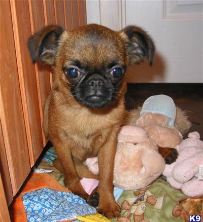 Brussels Griffon Puppies for Sale