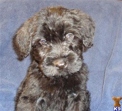 Puppies in WA