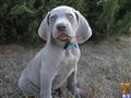 Weimaraner