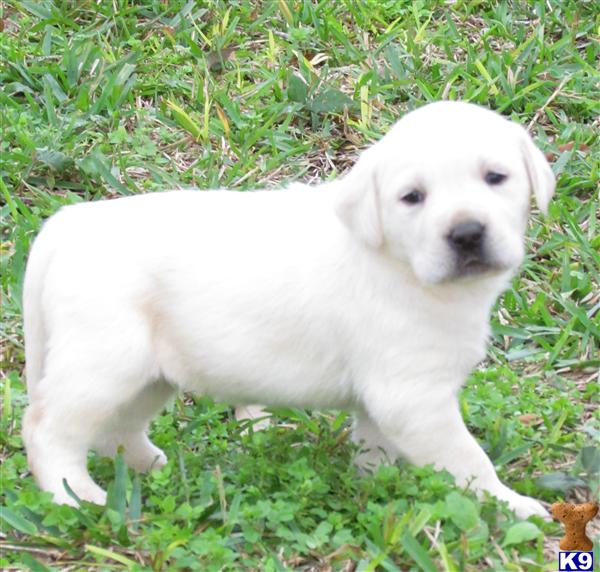 Labrador Retriever Puppies