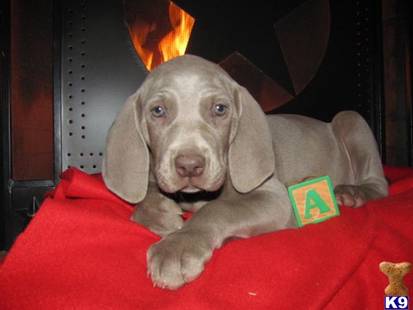 Weimaraner Puppies