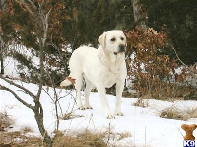 Puppies in MN