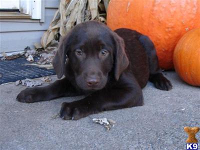 Puppies in MN