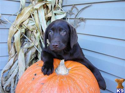 Puppies in MN
