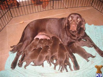 Puppies in MN
