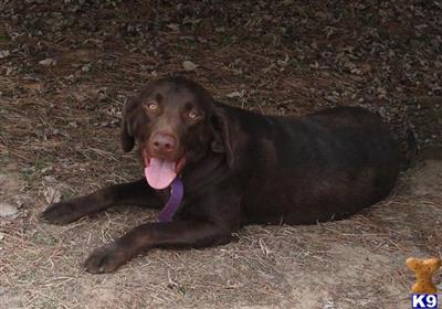 Labrador Retriever Puppies for Sale