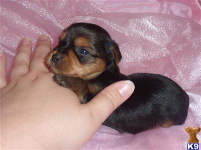 Yorkshire Terrier Puppies in TX
