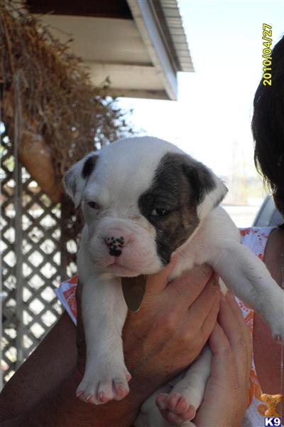 Puppies in NM