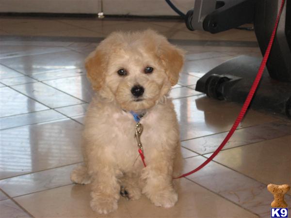 Cockapoos Puppies