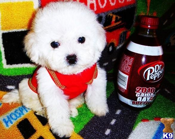 Maltipoo Puppies in TX