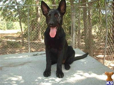 German Shepherd Puppies in TX
