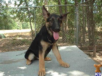 German Shepherd Puppies in TX