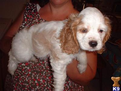 Cocker Spaniel Puppies in TX