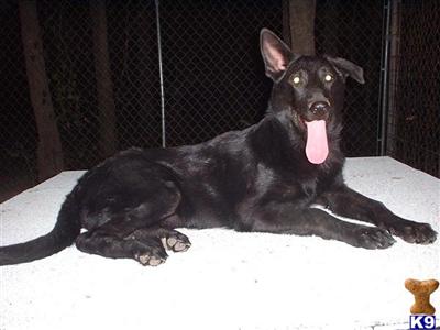 German Shepherd Puppies in TX