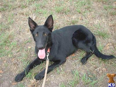 German Shepherd Puppies in TX