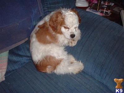 Cocker Spaniel Puppies in TX